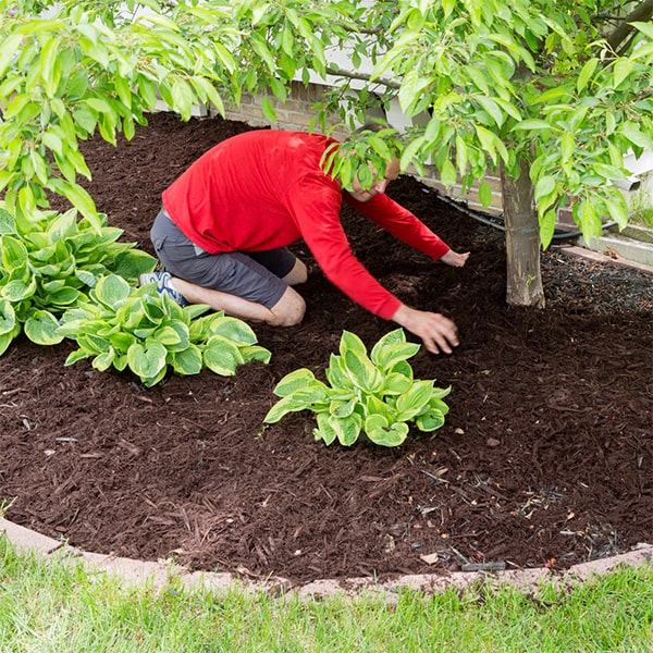 mulch installation is commonly used in commercial landscaping to improve the appearance and health of outdoor spaces